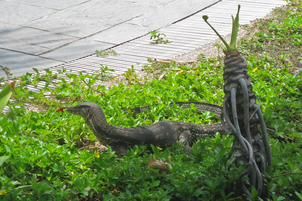 Monitor Lizard